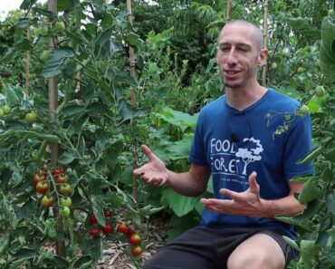 An Odd Way to Grow a Tomato Plant