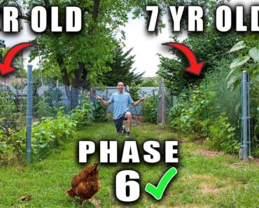 HOW TO START A FOOD FOREST GARDEN PHASE 6