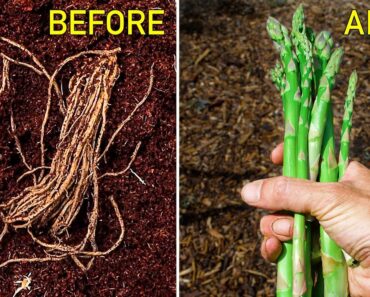 How to Grow Asparagus, Complete Growing Guide