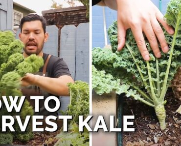 How to Harvest Kale (+ Kale Chips Recipe)