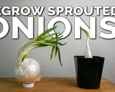 Weird Way to Regrow Onions For Better Results!