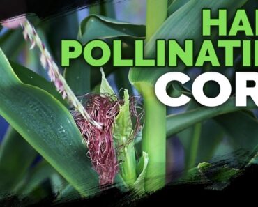 Hand Pollinating Corn for PERFECT Ears