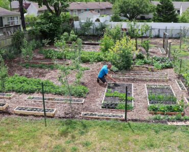 Plant this ONCE and it will give you FREE FOOD for life!