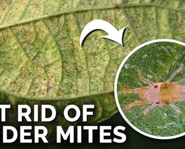 Super Simple Spider Mite Control and Prevention