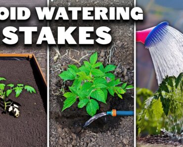 5 Watering Mistakes You’re Probably Making