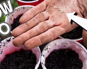 How To Start Seeds Indoors