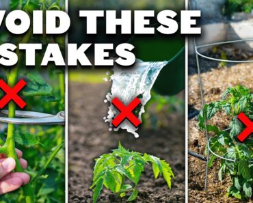 5 Tomato Grow Mistakes To Avoid