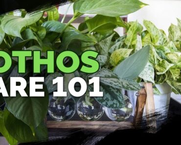 Pothos Care 101: Is This the Easiest Houseplant to Care For?