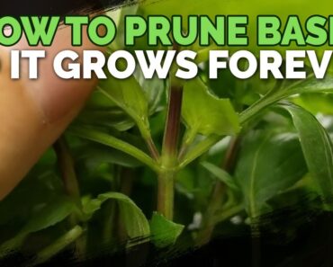 How to Prune Basil So It Grows Forever!