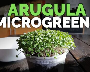 How to Grow Arugula Microgreens Fast and Easy