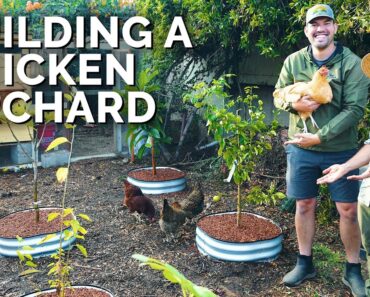 Building a Chicken Orchard! 🐔🌳