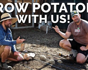 Plant Potatoes With Us: The Most Delicious Fall Crop!
