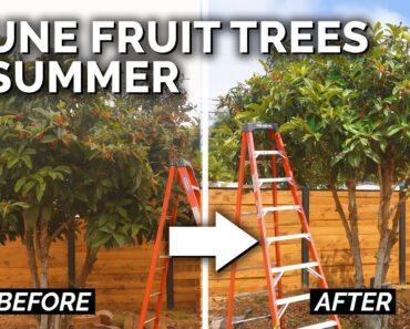 3 Reasons to Prune Your Fruit Trees in Summer