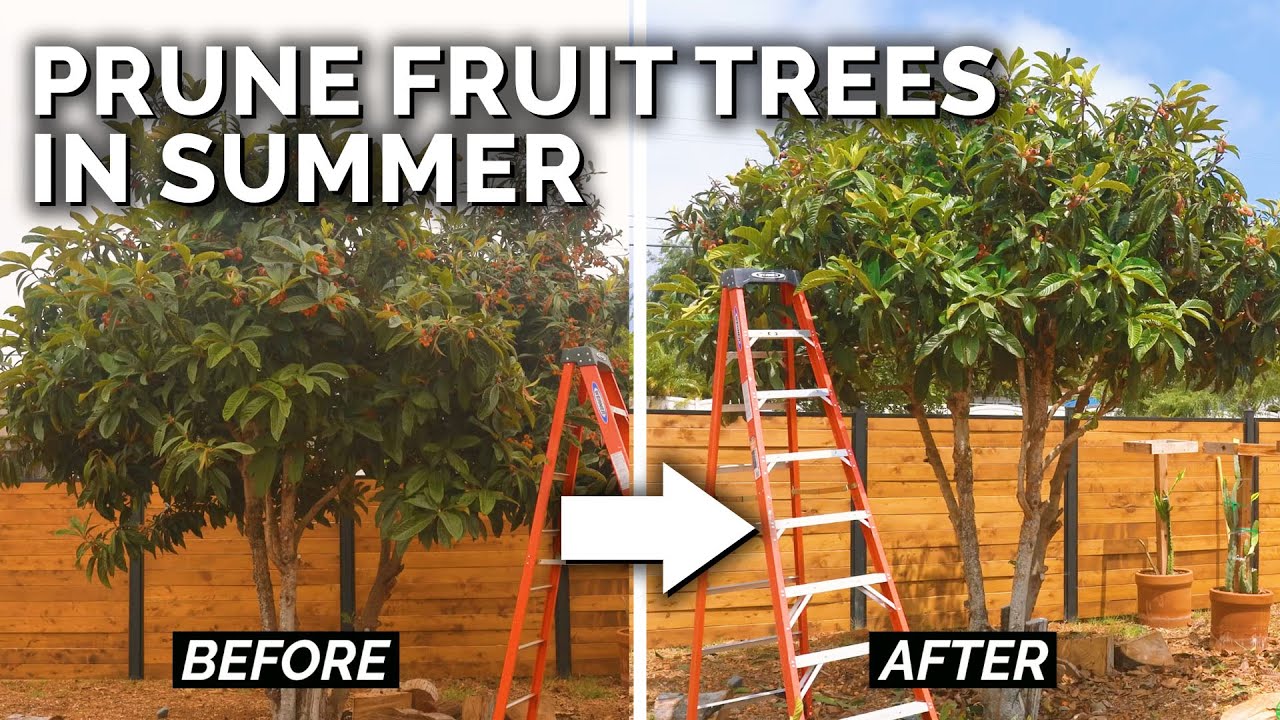3 Reasons to Prune Your Fruit Trees in Summer - TipsForSurvivalists.com