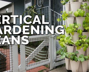 How to Grow Bush Beans: 30+ Plants in One Vertical Tower!