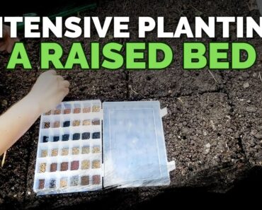 How to Maximize Space in a Raised Bed (High-Density Planting) 🌱